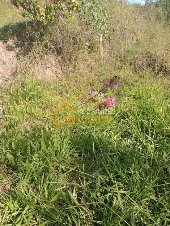 lote-venda-bairro-jequitiba-igarape-728239