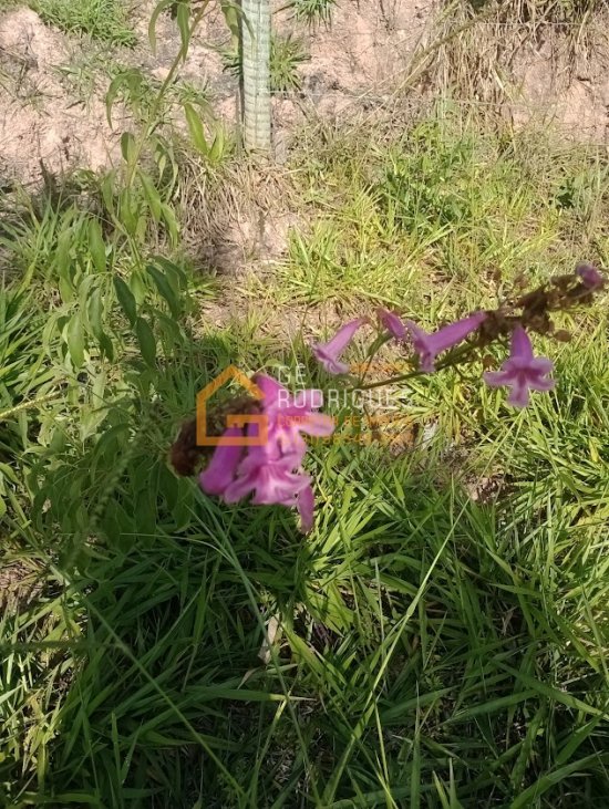 lote-venda-bairro-jequitiba-igarape-728242